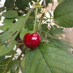 Cherry 3