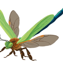 Insect Builder Spiel – Beispielinsekt