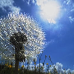 Sommer