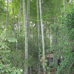 Bambuswald in Wuyishan, Fujian, China