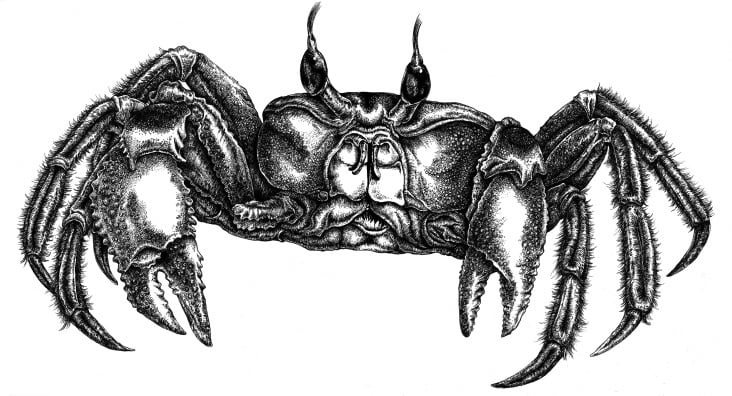 krabbe