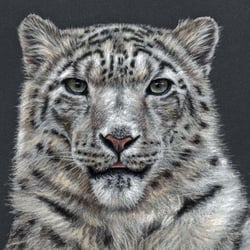 Schneeleopard