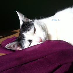 Bastet in Pink…