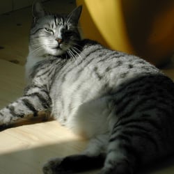 katze 1