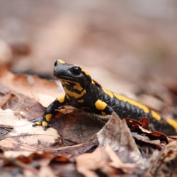 Feuersalamander aus dem Harz