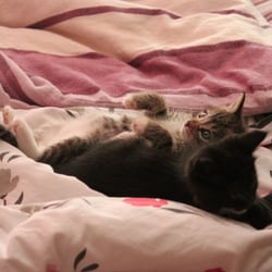 Baby Cats Edward and Bella 2012