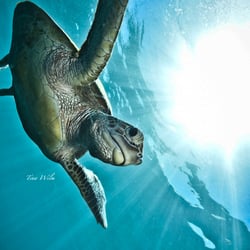Underwater – Wide Angle Photography