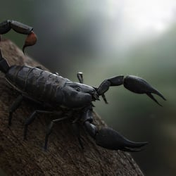 Scorpion Rendering