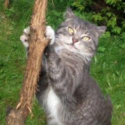 Cat and Nature 7