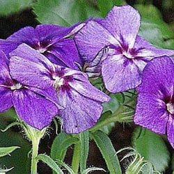 Veilchen