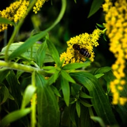 Naturfotografie Biene