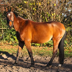 Pferd1
