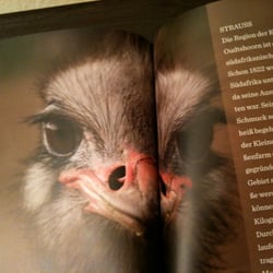 vogel
