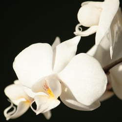 Flower / Orchidee Foto Übungen März 2014