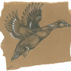 Duck