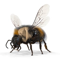 Rendering / Hummel Flugmuskeln Thorax Transparenz-Effekt