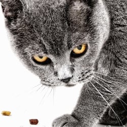 Graue Katze