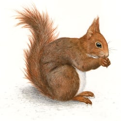 Eichhörnchen | Studienarbeit