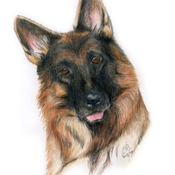 Portrait Hund
