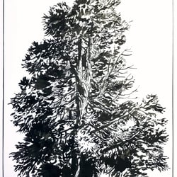 „Sequoia“, Tusche, analog