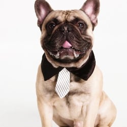 Französische Dogge