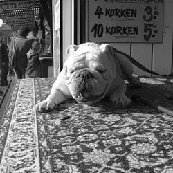 Kirmesdog