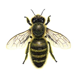 Biene