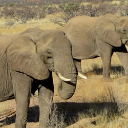 Pirschfahrt in Namibia