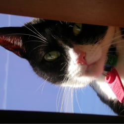 SERKET – FENSTER VOYEUR | COBURG | AUSTRALIEN