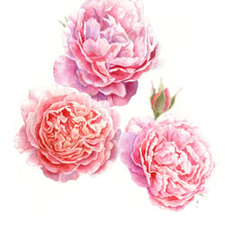 Rosen „Strawberry Hill“, 2018, Aquarell auf Fabriano