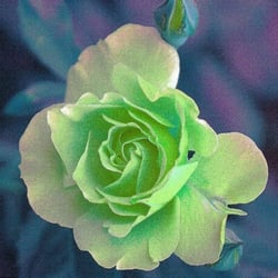 Rose4
