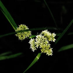 Gräser in meinem Garten