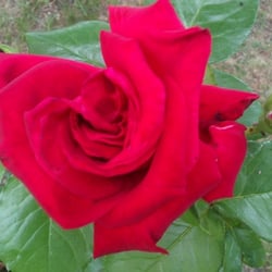 RED Roses