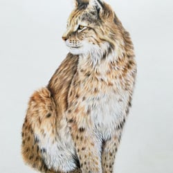 Luchs / Buntstift
