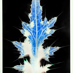 Distel