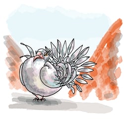 Taube/Dove