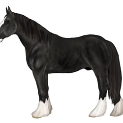 Shire Horse