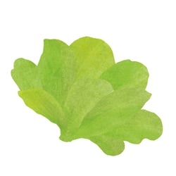 Organicator Illus