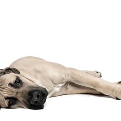 Animalisch gut