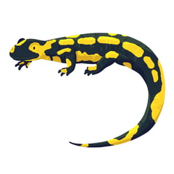 salamander