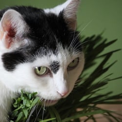 Bastet the Cat 2012 Teil 04