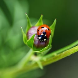 Marienkäfer mit Herz