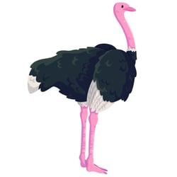 ostrich