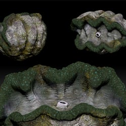 Giant Clam