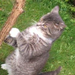 Cat and Nature 14