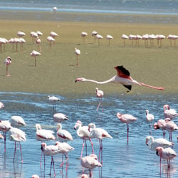 Flamingo in Namibia