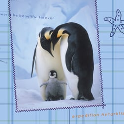 pinguine6
