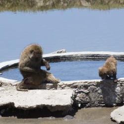 lake nakuru74