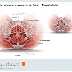 Weibliche Beckenbodenmuskulatur, 1 Schicht