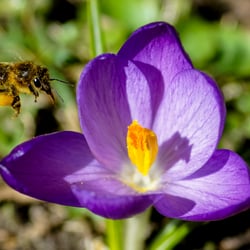Biene sammelt Pollen
